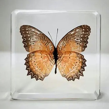 Butterfly Specimen | Real Insect in High-Transparency Resin Ziya Blue Ziya Blue