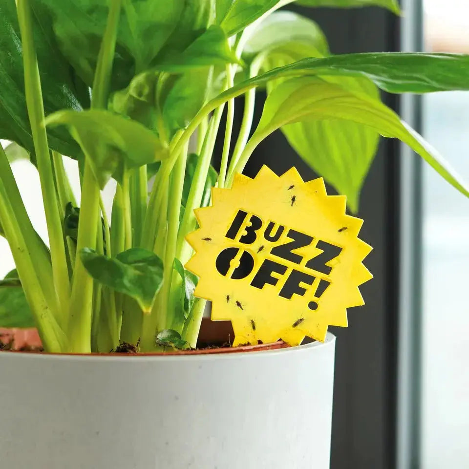 Decorative Fruit Fly Traps - The "Fly Traffic Controllers" Bubblegum Stuff Ziya Blue