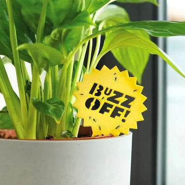 Decorative Fruit Fly Traps - The "Fly Traffic Controllers" Bubblegum Stuff Ziya Blue