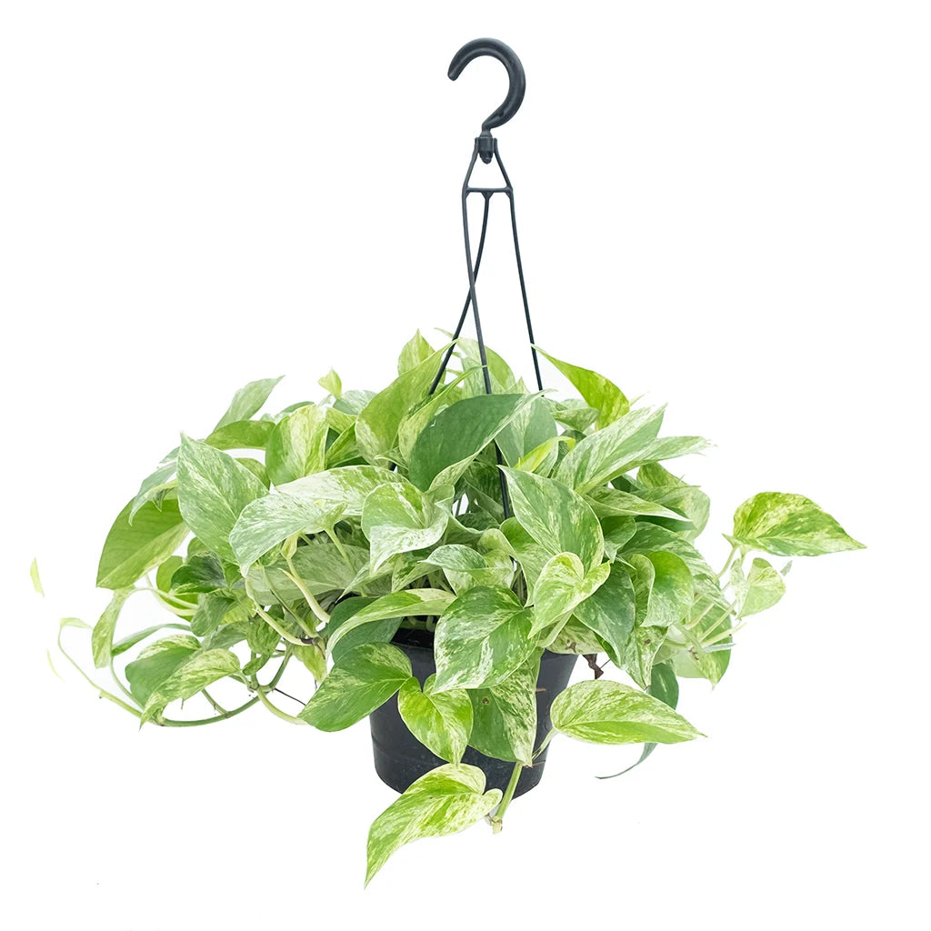 Pothos N'Joy Hanging Basket: The "Marble Masterpiece" Greenery  (6.5")🌿🤍