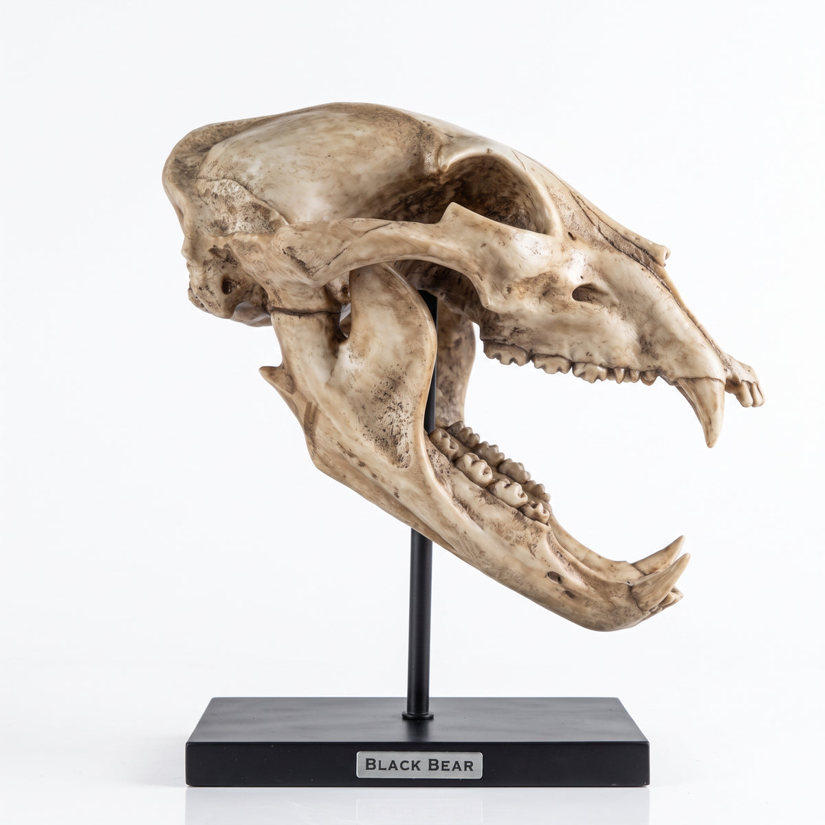 Black Bear Skull Figurine on Base | Faux Taxidermy Decor