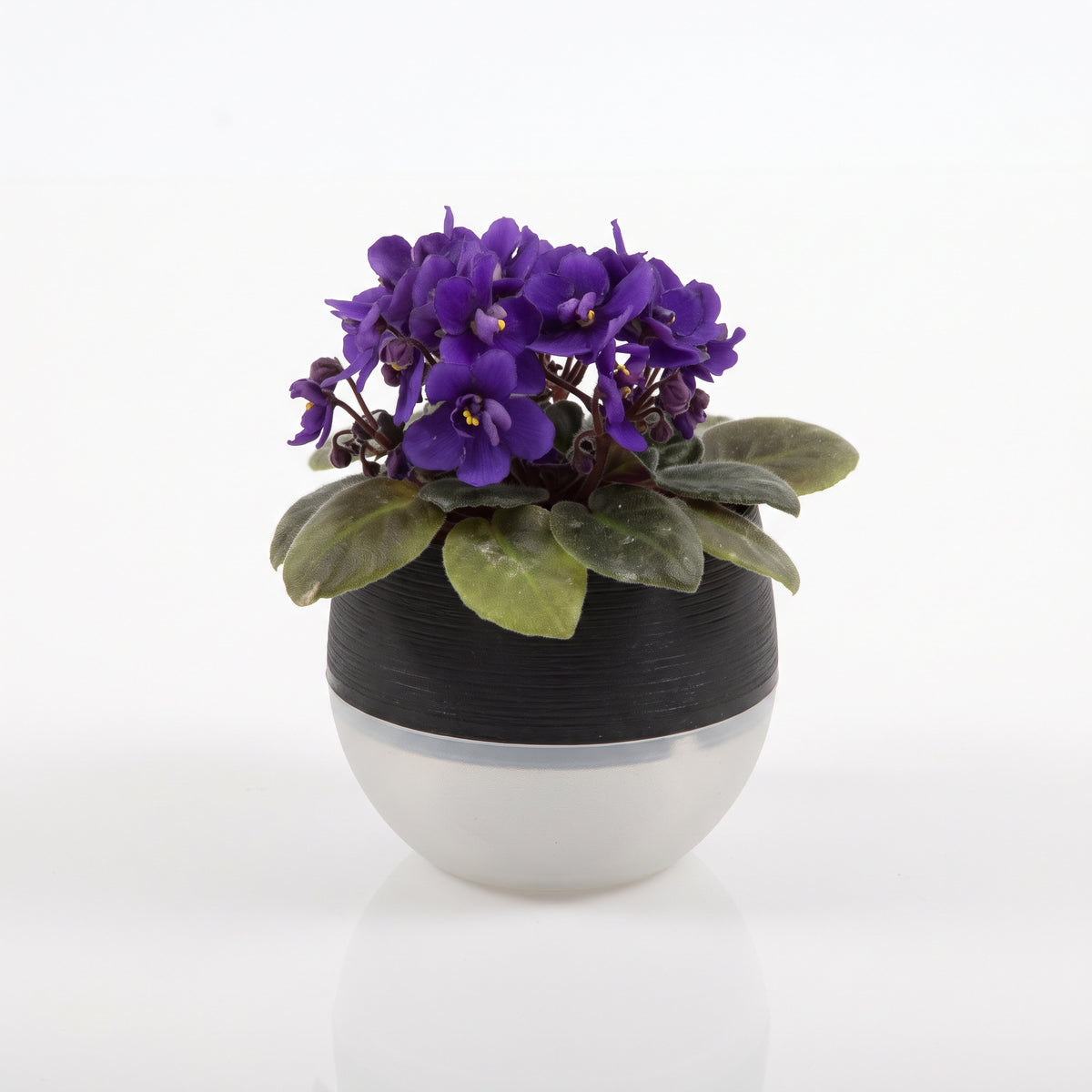 2.5" Violet in Self Watering Pot: Effortless Blooming Elegance for Any Space