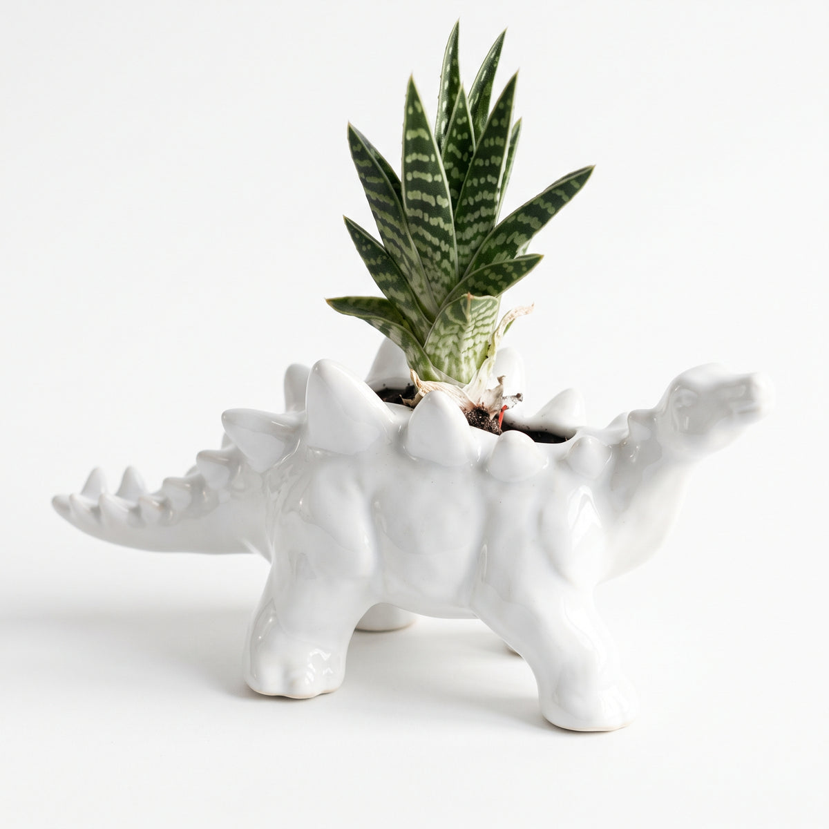 Dinosaur Succulent Planter - White Stegosaurus Ceramic Pot