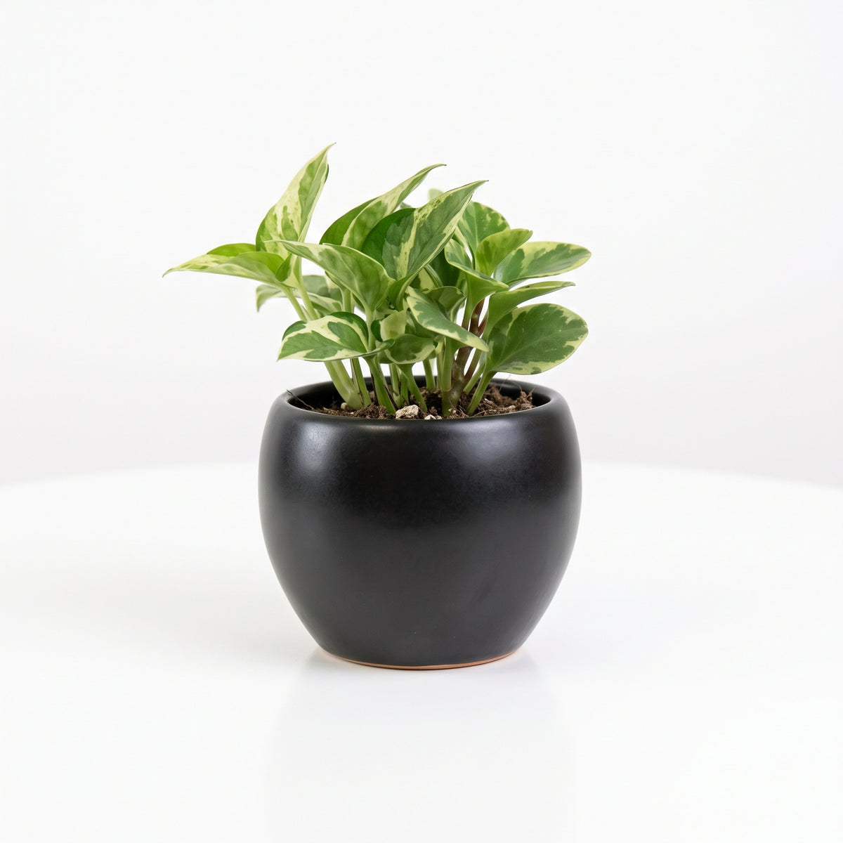 Emerson Pot: Sleek Modern Planter for Your Botanical Sanctuary