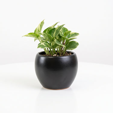 Emerson Pot: Sleek Modern Planter for Your Botanical Sanctuary