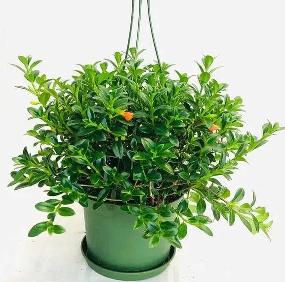 Goldfish Plant Hanging Basket (6"): The "School of Blooms" Vine 🐟🌿 Colasanti Farms Limited Ziya Blue