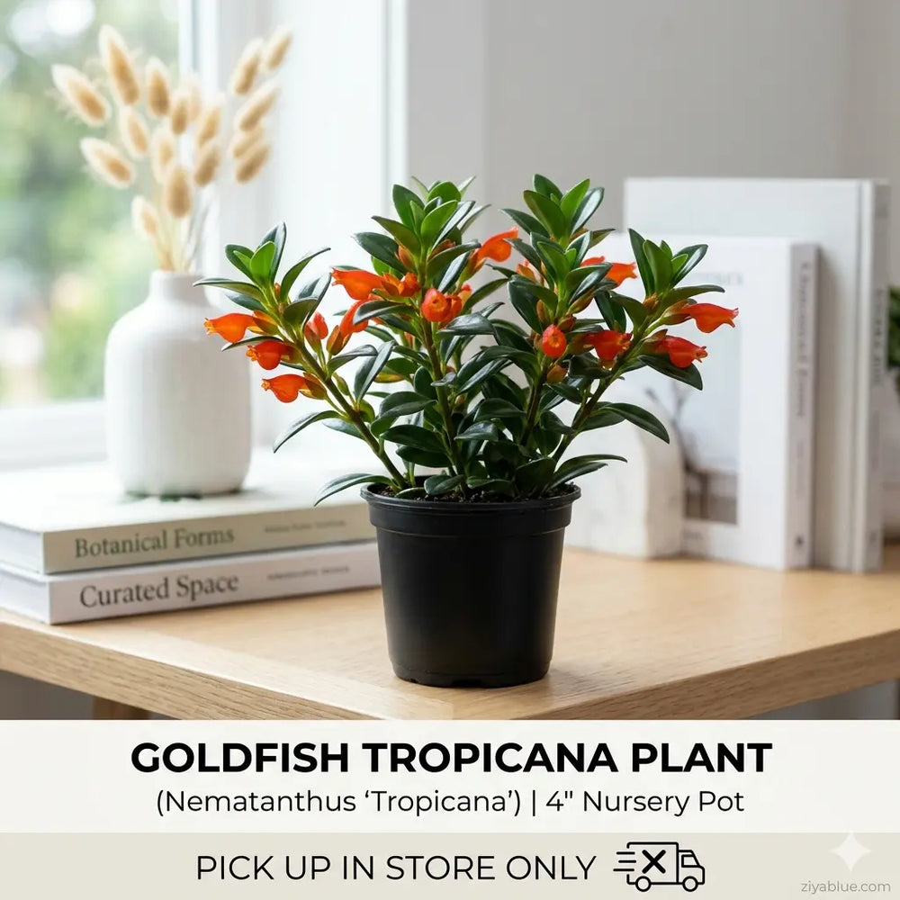 Goldfish Tropicana Plant (4"): A School of Fish for Your Bookshelf 🐟🌿  Ziya Blue