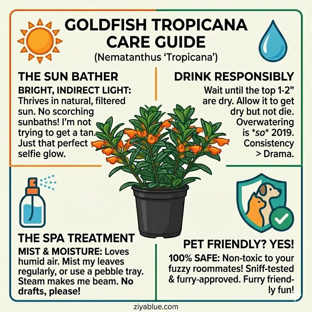 Goldfish Tropicana Plant (4"): A School of Fish for Your Bookshelf 🐟🌿  Ziya Blue