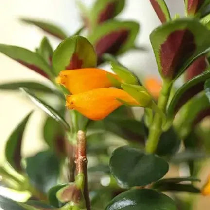 Goldfish Tropicana Plant (4"): A School of Fish for Your Bookshelf 🐟🌿 Northland Floral Ziya Blue