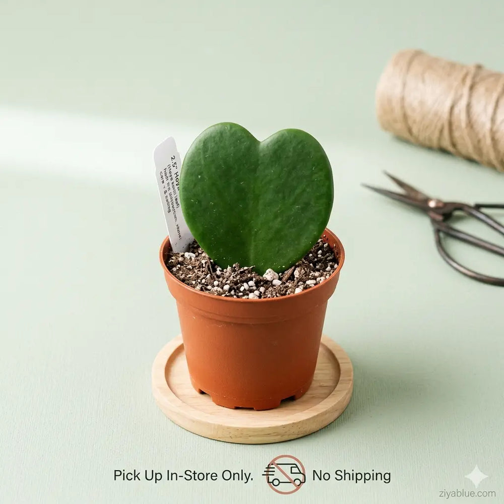 Hoya Heart Potted Plant 2.5" : The Sweetheart Succulent  Ziya Blue