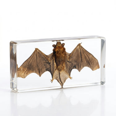 Real Bat Resin Specimen | Gothic Taxidermy Decor