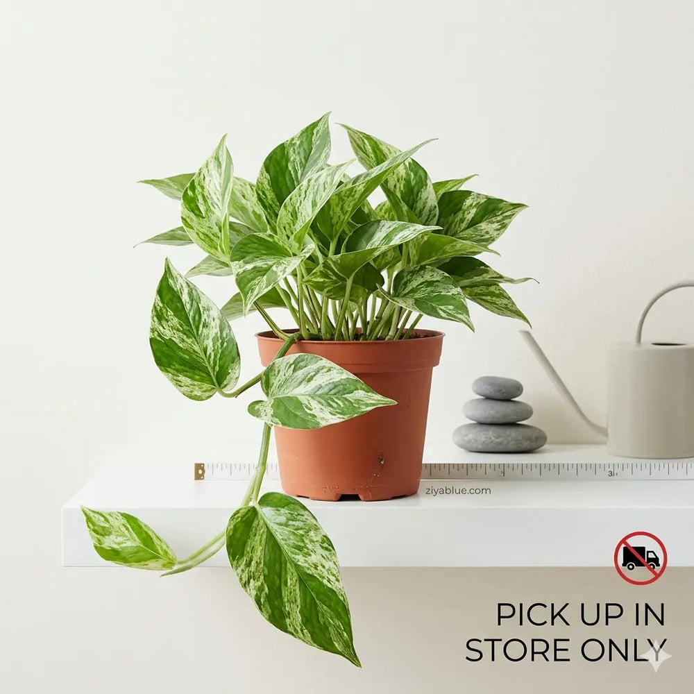 Marble Queen Pothos: Long Live the Queen of the Jungle 🌿👑 (6.5")  Ziya Blue