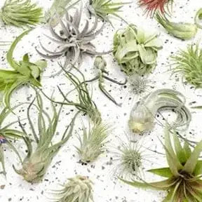Medium Air Plant: The Soil-Free Botanical Rebel 🌿💨 Floral Dimensions Ziya Blue