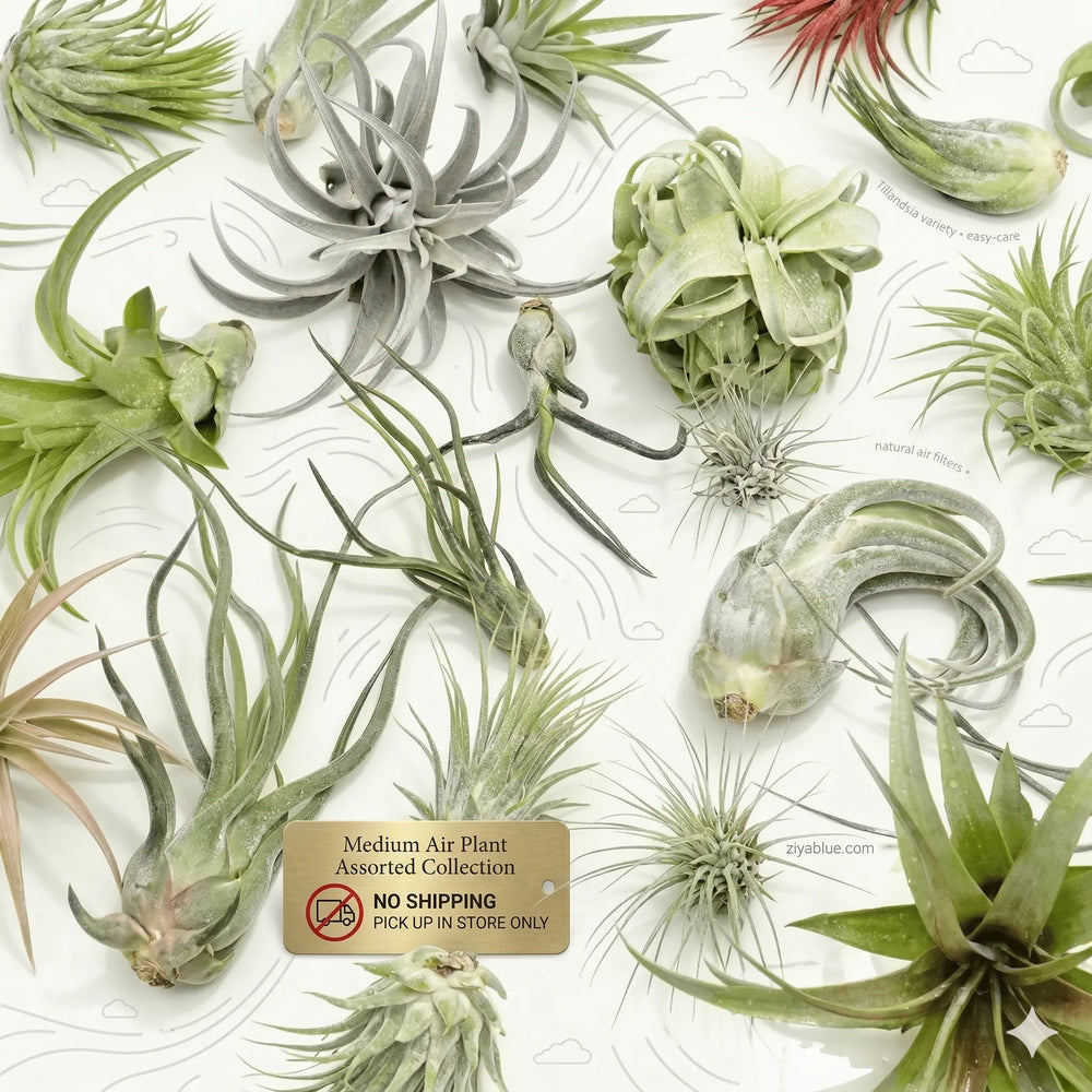 Medium Air Plant: The Soil-Free Botanical Rebel 🌿💨  Ziya Blue
