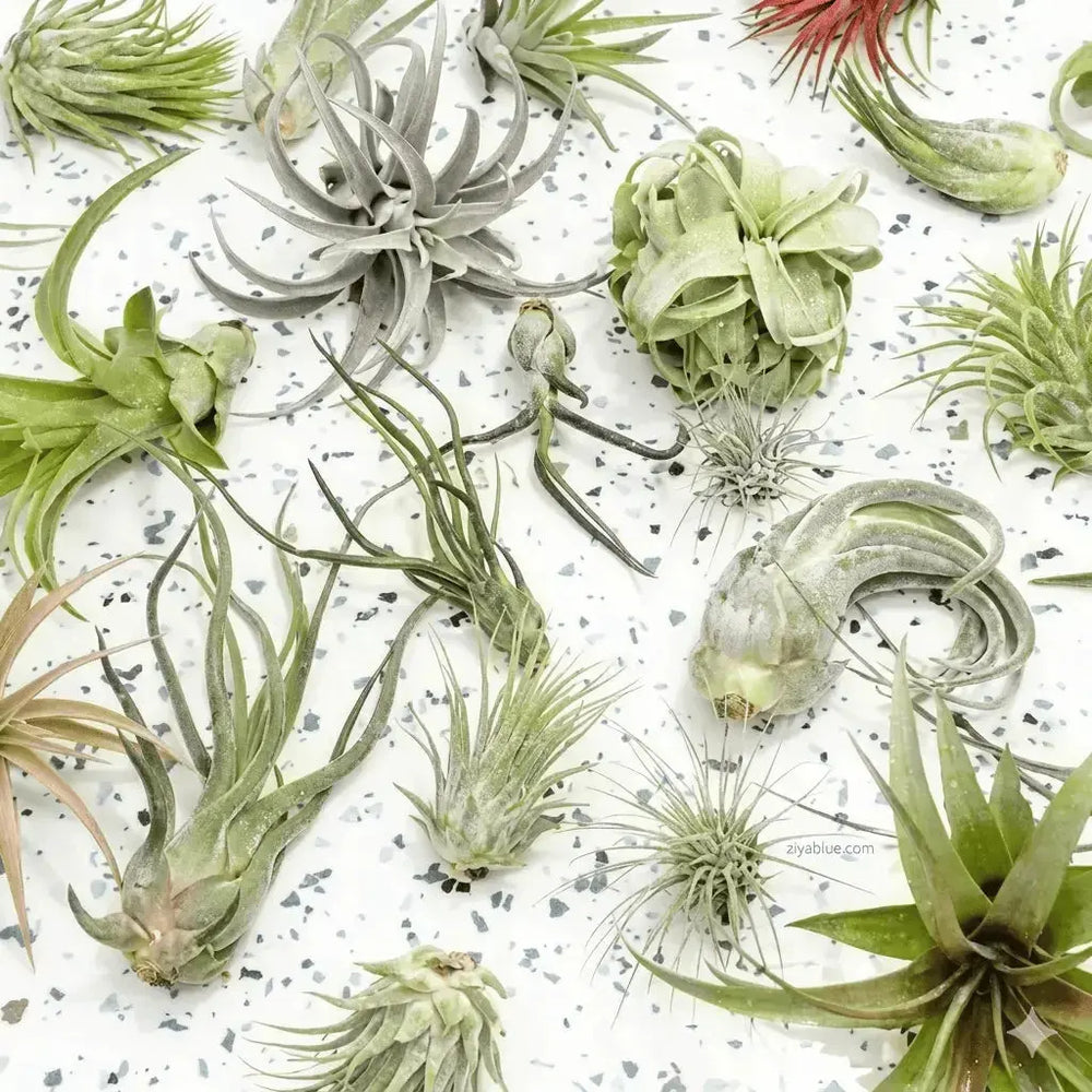 Medium Air Plant: The Soil-Free Botanical Rebel 🌿💨  Ziya Blue