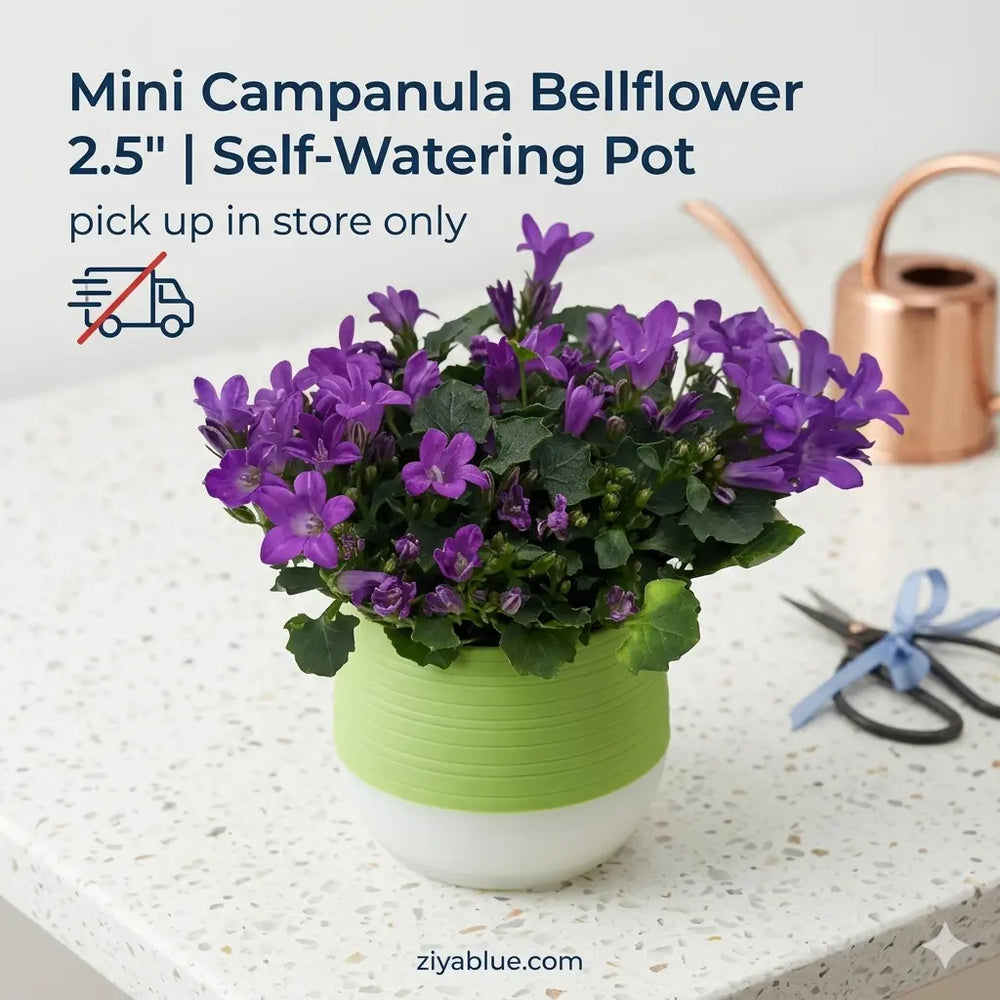 Mini Campanula Bellflower 2.5" | Self-Watering Pot  Ziya Blue