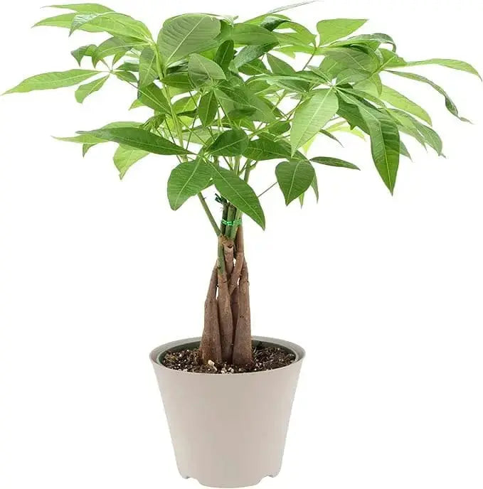 Mini Pachira Money Tree 4" Colasanti Farms Limited Ziya Blue