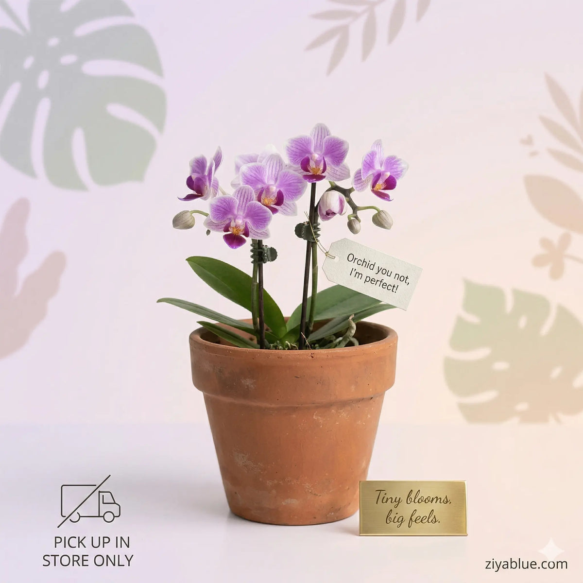 Mini Phalaenopsis Orchid: The 2.5" Drama-Free Desk Diva  Ziya Blue