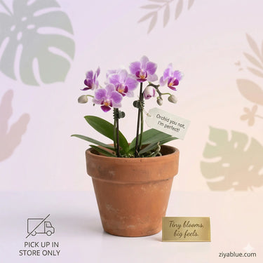 Mini Phalaenopsis Orchid: The 2.5" Drama-Free Desk Diva  Ziya Blue