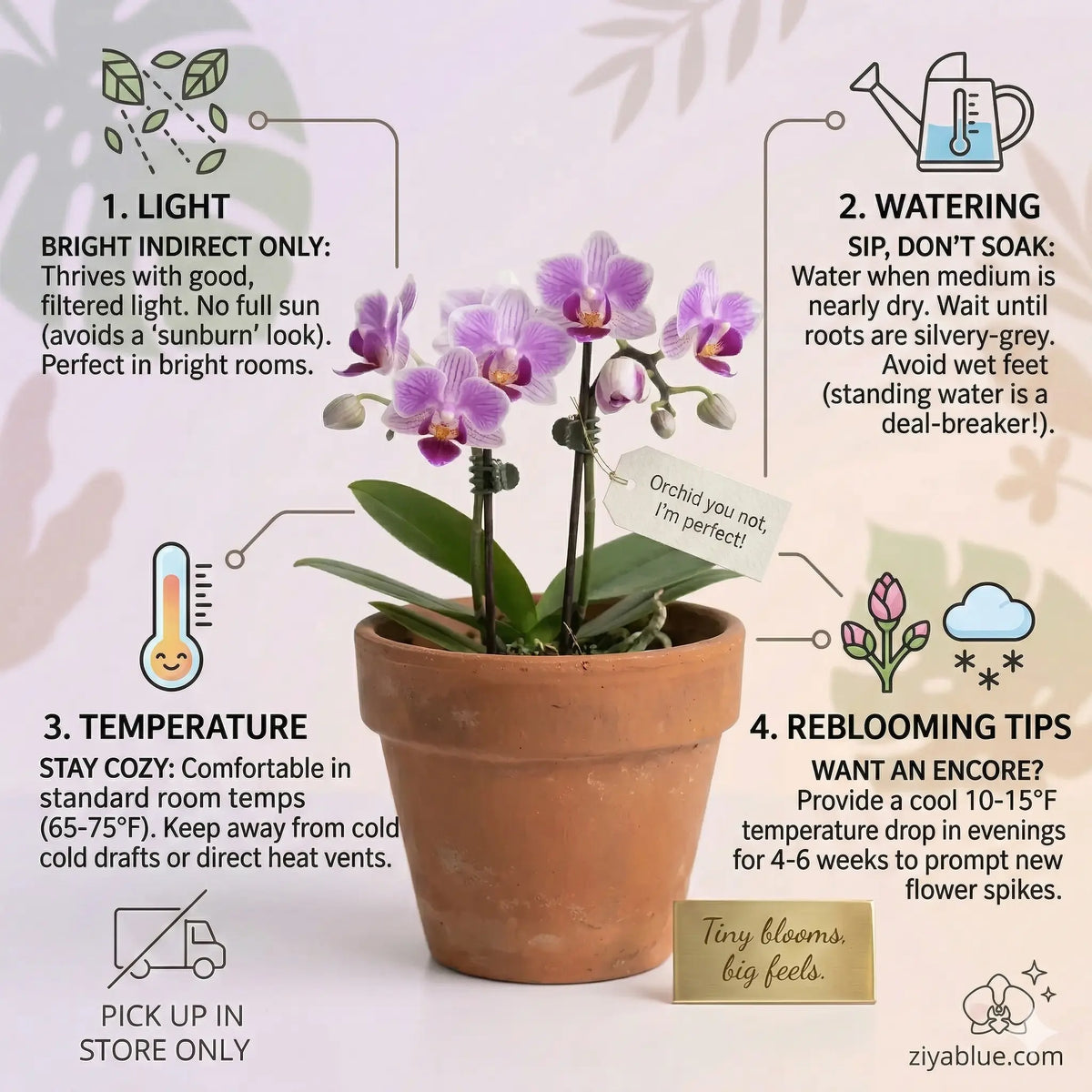 Mini Phalaenopsis Orchid: The 2.5" Drama-Free Desk Diva  Ziya Blue