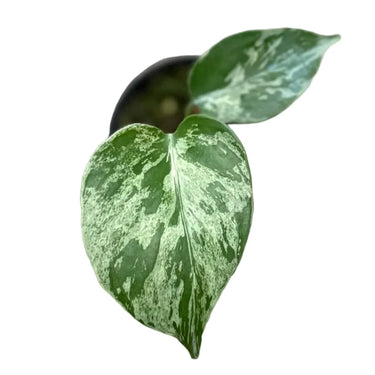 4" Monstera Bulbasaur | Geeky Nostalgia Houseplant