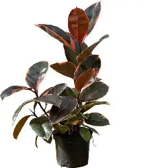 4-Inch Ficus Rubber Plant Assortment: The Glossy & Glam Pack