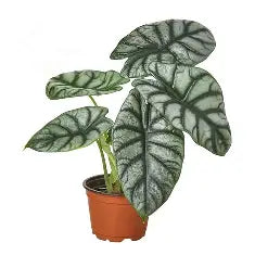 4" Alocasia Silver Dragon