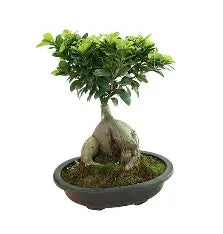 4" Bonsai