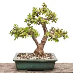 4" Bonsai