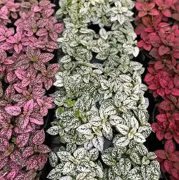 3.5" Polka Dot