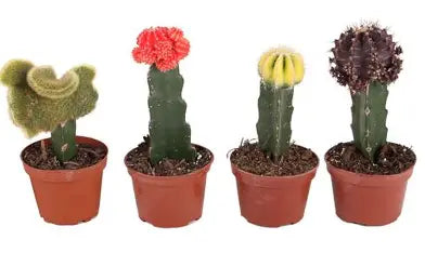 2.5" Grafted Moon Cactus