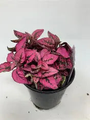 3.5" Polka Dot