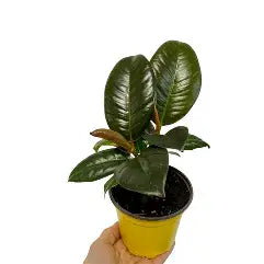 4-Inch Ficus Rubber Plant Assortment: The Glossy & Glam Pack