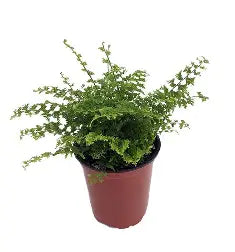 3.5" Fern