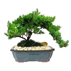 4" Bonsai