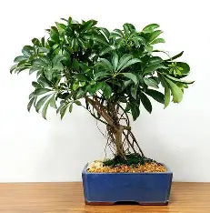 4" Bonsai