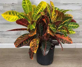3.5" Croton