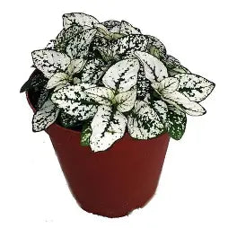 3.5" Polka Dot