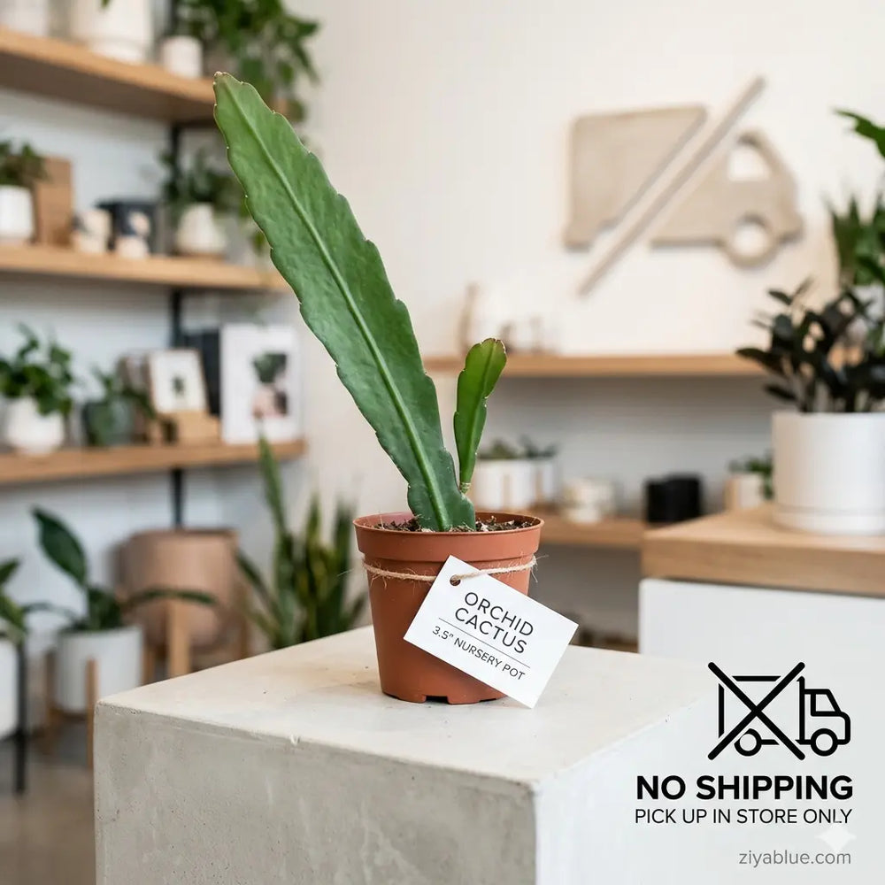 Orchid Cactus: 3.5" Trailing Exotic Houseplant  Ziya Blue
