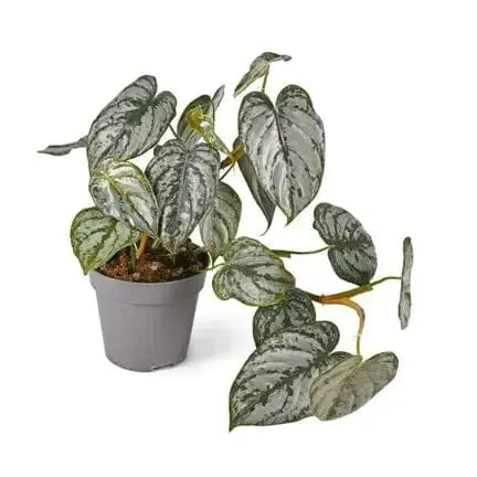 Philodendron Silver Pictus (6.5" HB): The Elegant Silver Satin Vine 🌿✨ Colasanti Farms Limited Ziya Blue