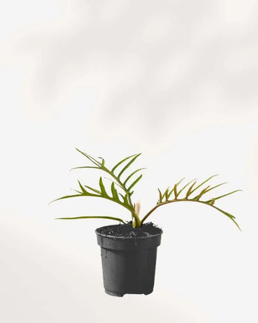4" Philodendron Tortum | Rare Skeletal Houseplant