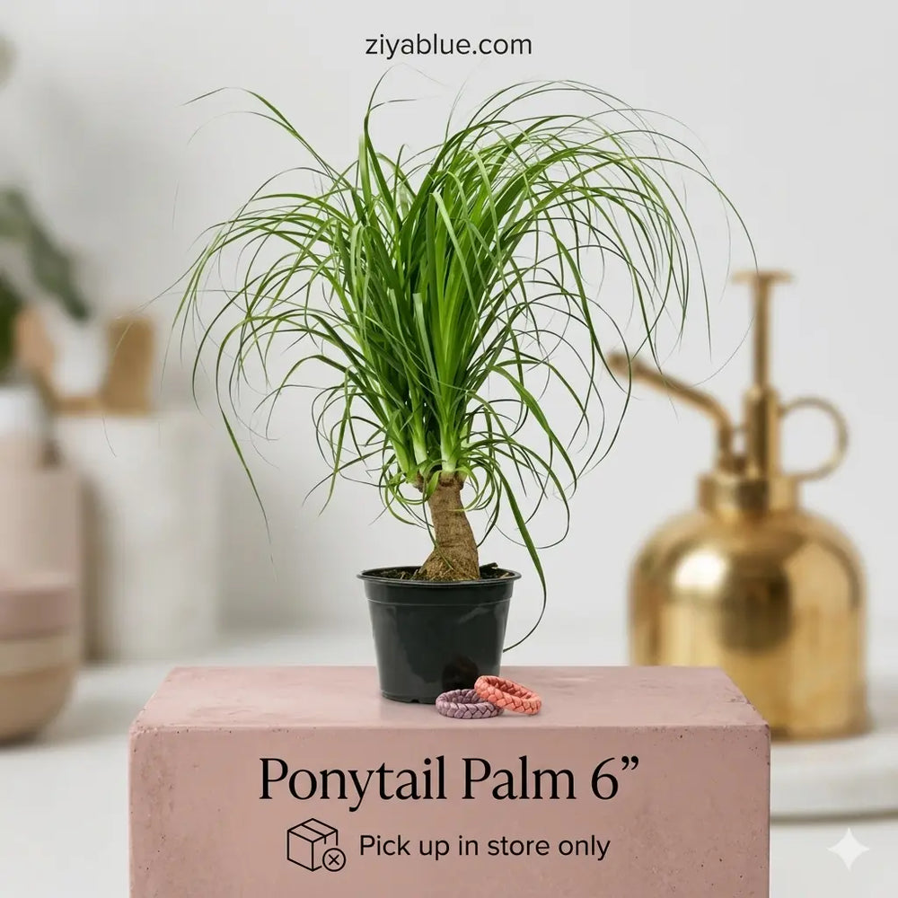 Ponytail Palm | Low-Maintenance 6-Inch Pet-Friendly Houseplant  Ziya Blue