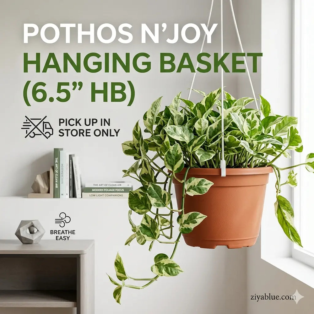 Pothos N'Joy Hanging Basket: The "Marble Masterpiece" Greenery  (6.5")🌿🤍  Ziya Blue