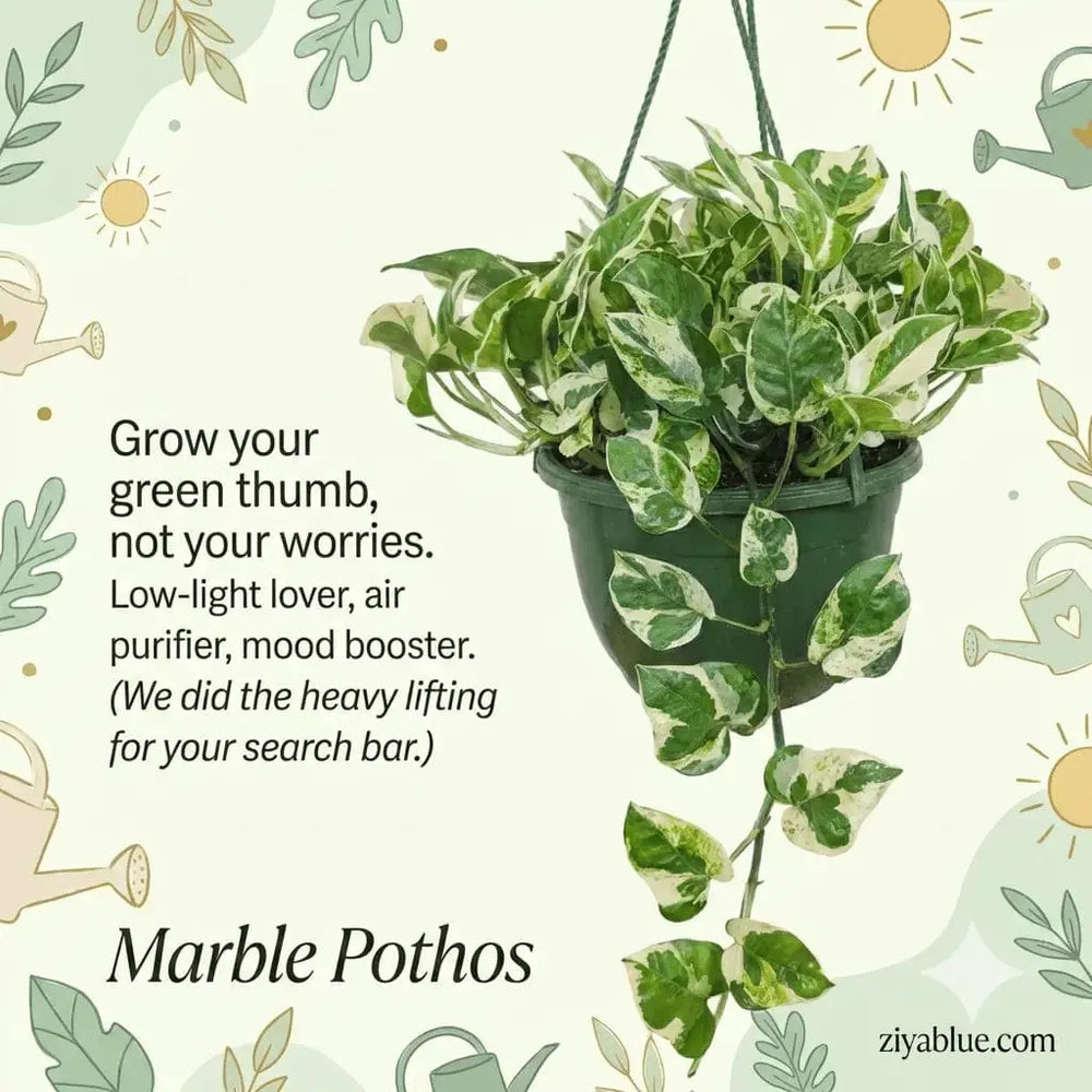 Pothos N'Joy Hanging Basket: The "Marble Masterpiece" Greenery  (6.5")🌿🤍 Colasanti Farms Limited Ziya Blue