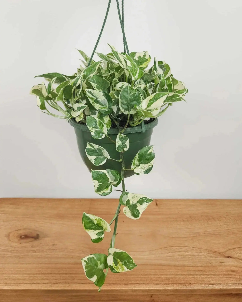 Pothos N'Joy Hanging Basket: The "Marble Masterpiece" Greenery  (6.5")🌿🤍  Ziya Blue