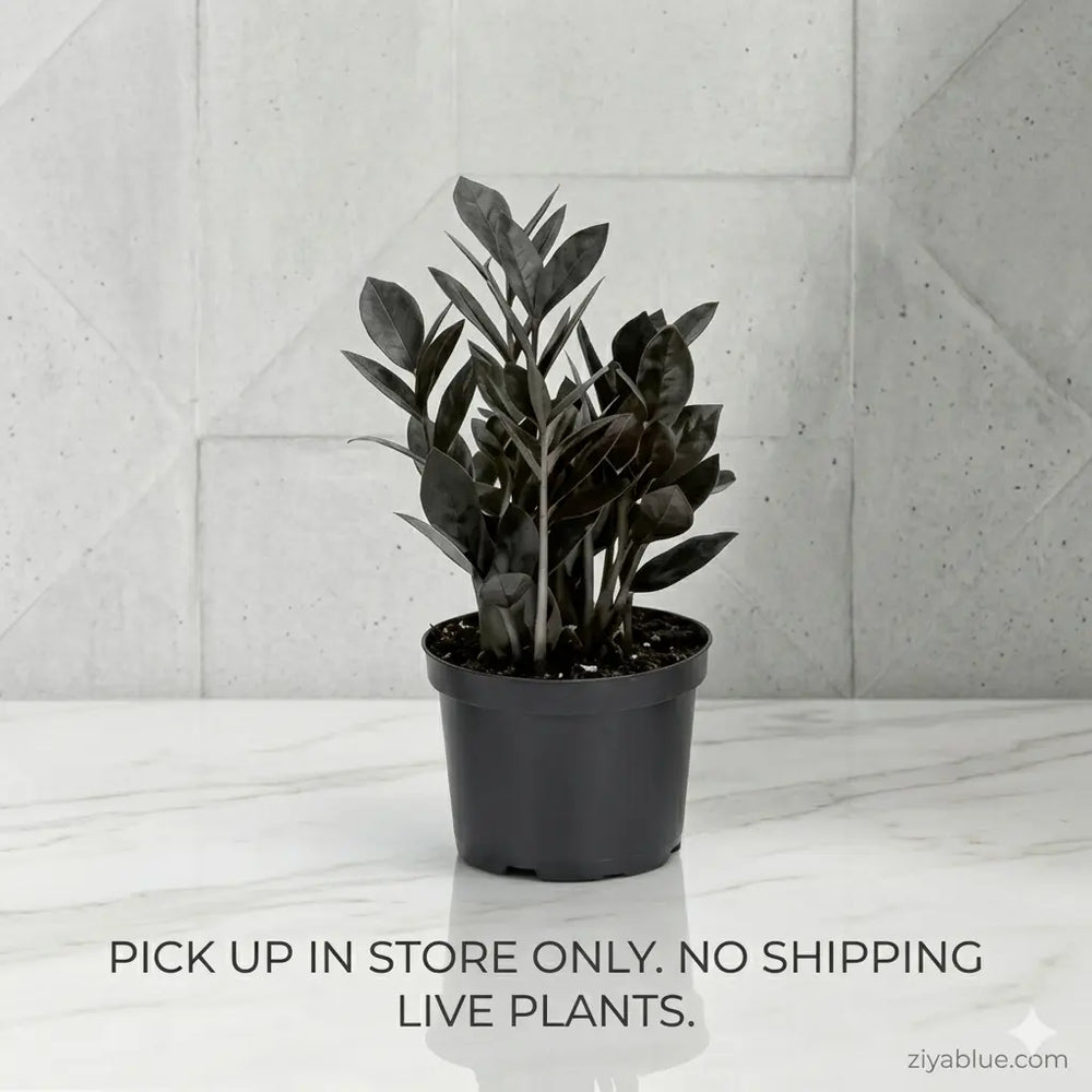 Raven ZZ Plant (4"): The Oscuro Black Gothic Succulent 🖤🦇  Ziya Blue