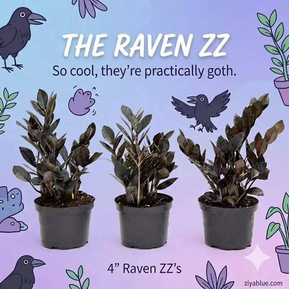 Raven ZZ Plant (4"): The Oscuro Black Gothic Succulent 🖤🦇 Colasanti Farms Limited Ziya Blue