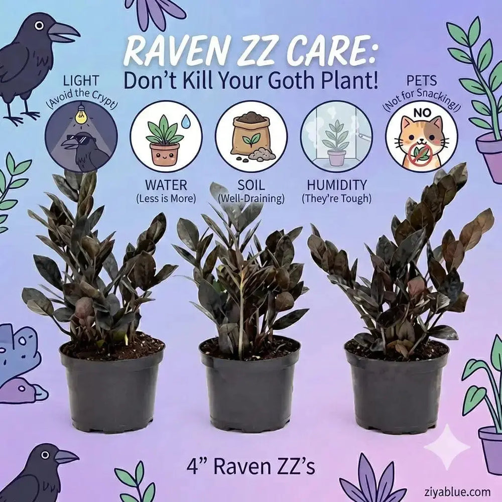 Raven ZZ Plant (4"): The Oscuro Black Gothic Succulent 🖤🦇 Colasanti Farms Limited Ziya Blue
