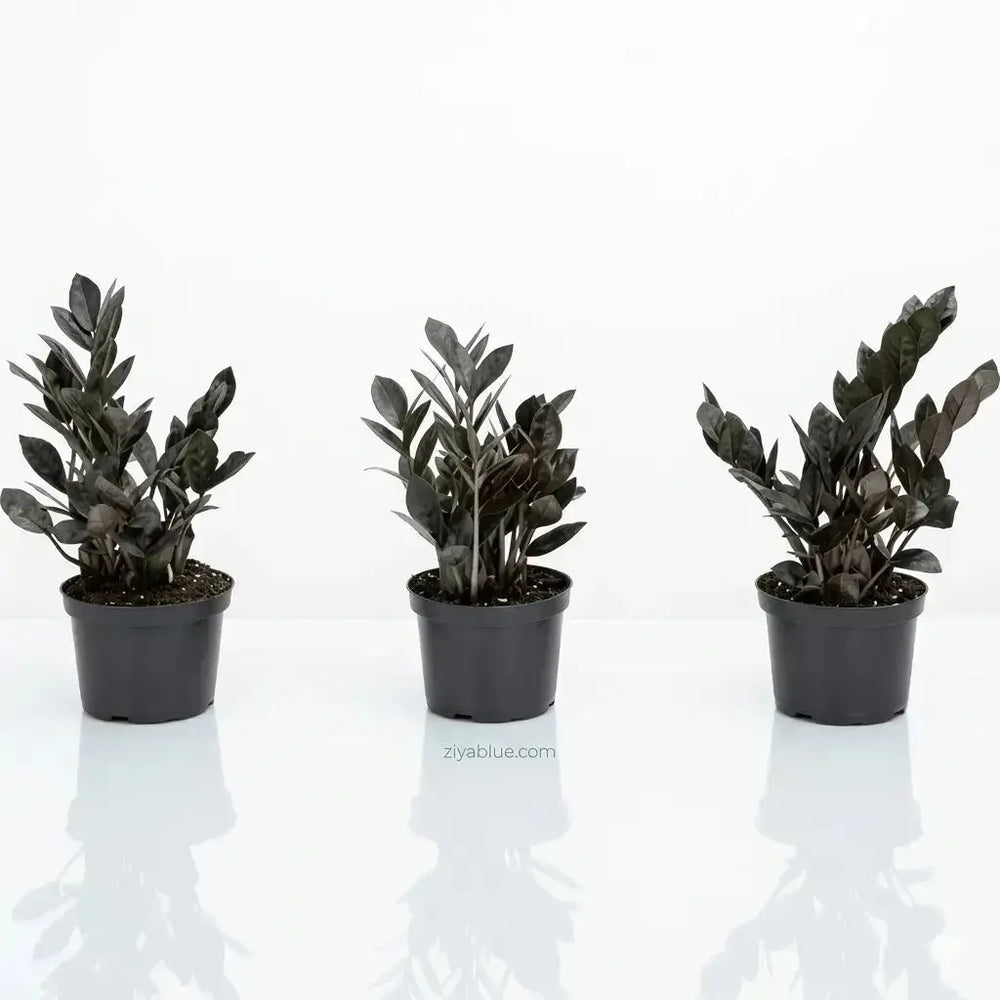 Raven ZZ Plant (4"): The Oscuro Black Gothic Succulent 🖤🦇  Ziya Blue