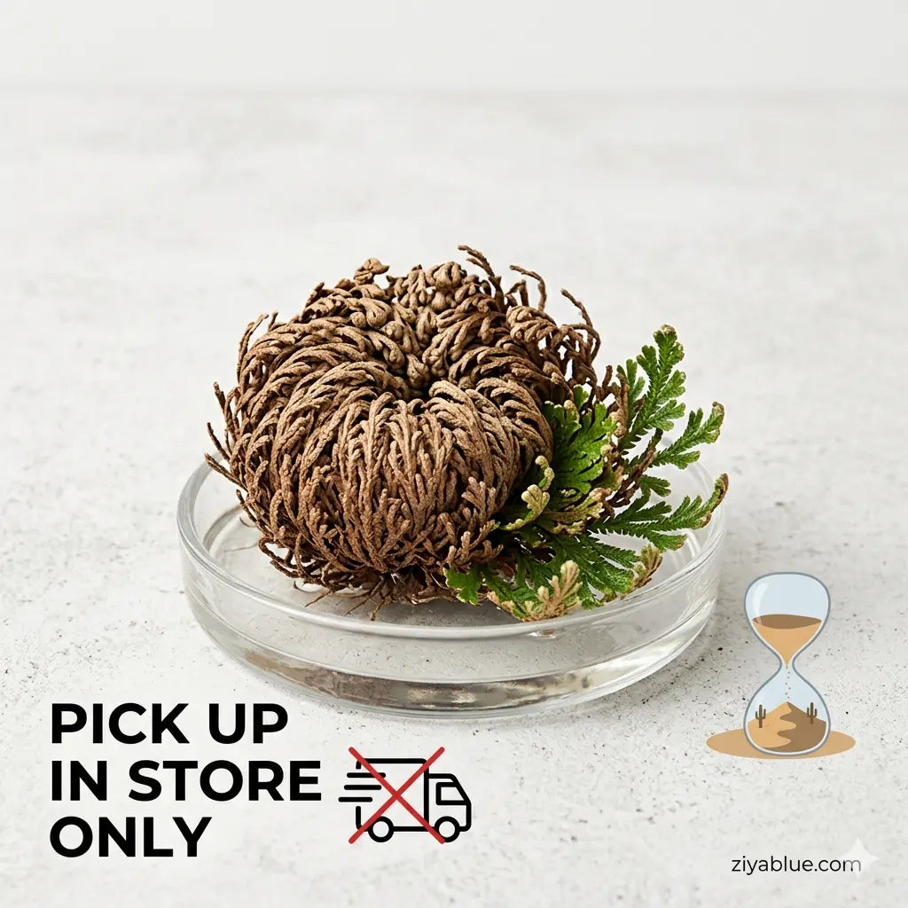 Rose of Jericho | The "Resurrection Plant"  Ziya Blue